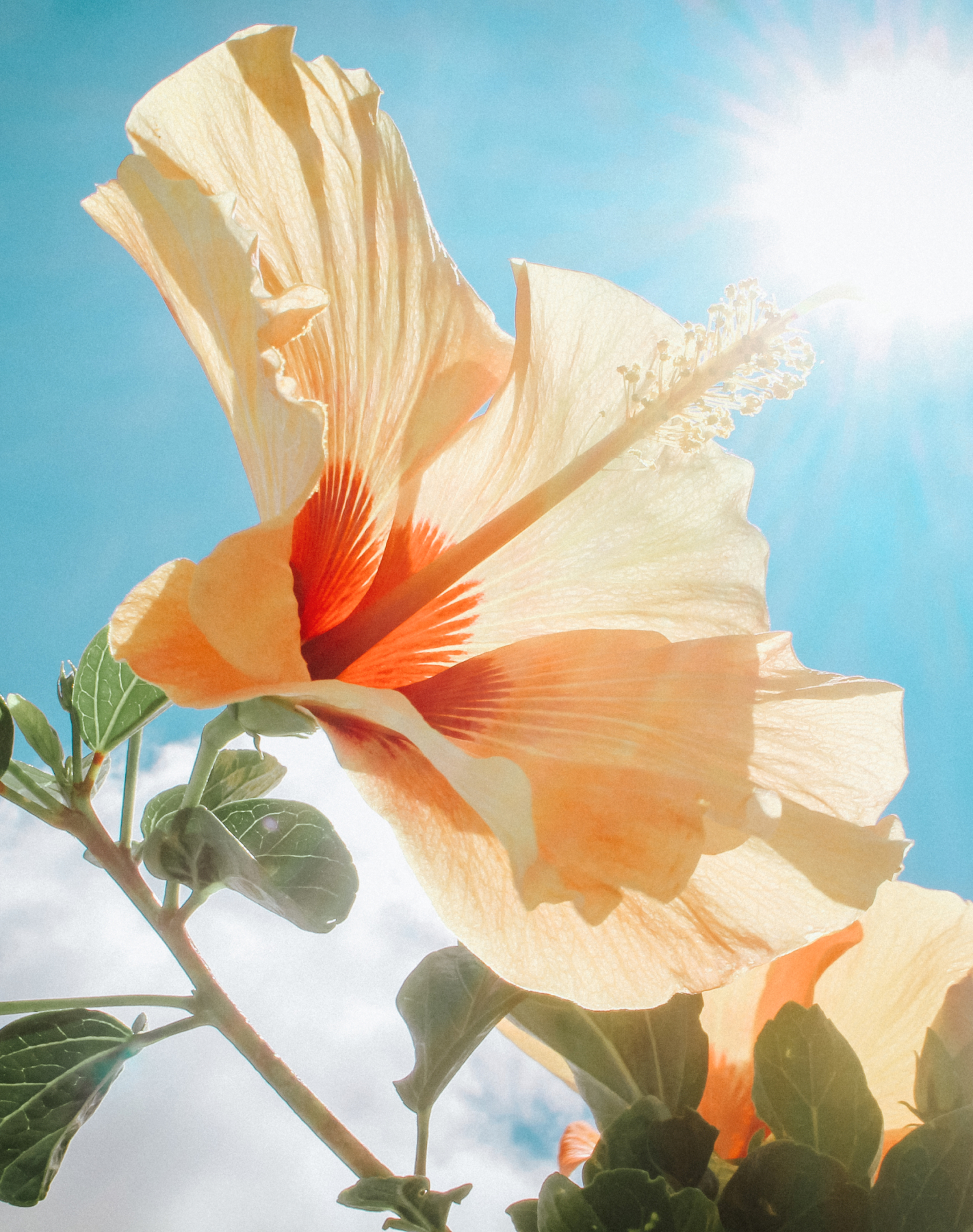 Sunwink_img_flower-1